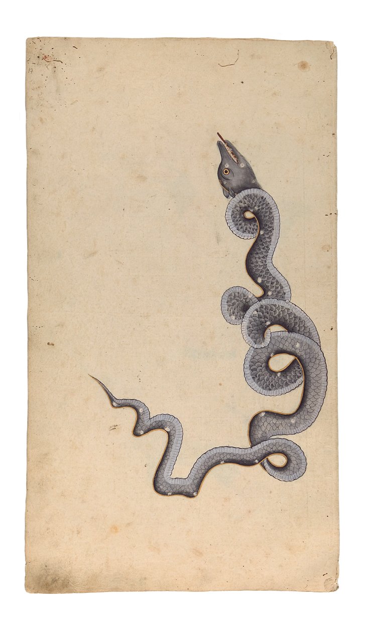 A Sárkány csillagkép: al-Tinnin, 1740 (átlátszatlan wc, tinta és arany papíron) alkotó: Indian School