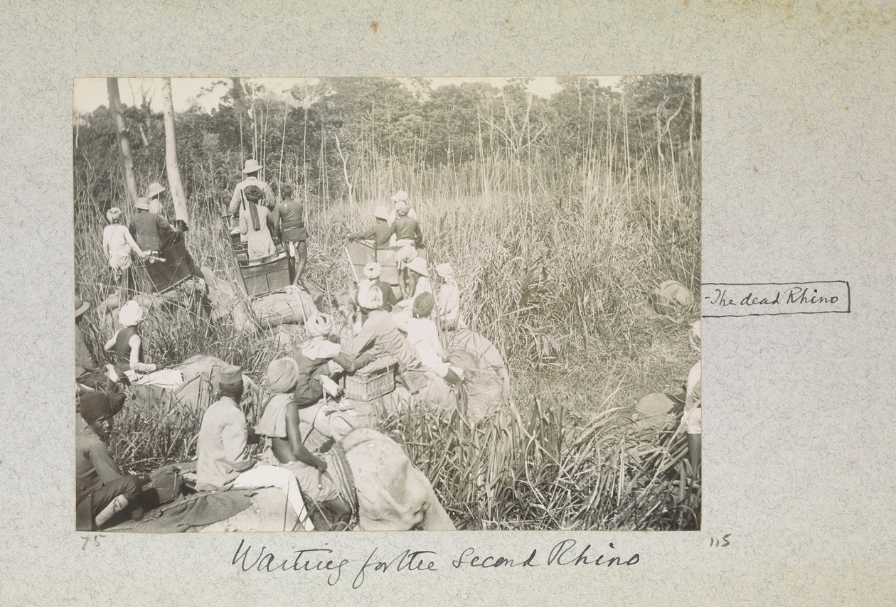 Várva a második orrszarvút, „Curzon Collection: Pillanatképek albuma, főként Lord Curzon India alkirályaként töltött idejével kapcsolatban”, 1901. április alkotó: Indian photographer