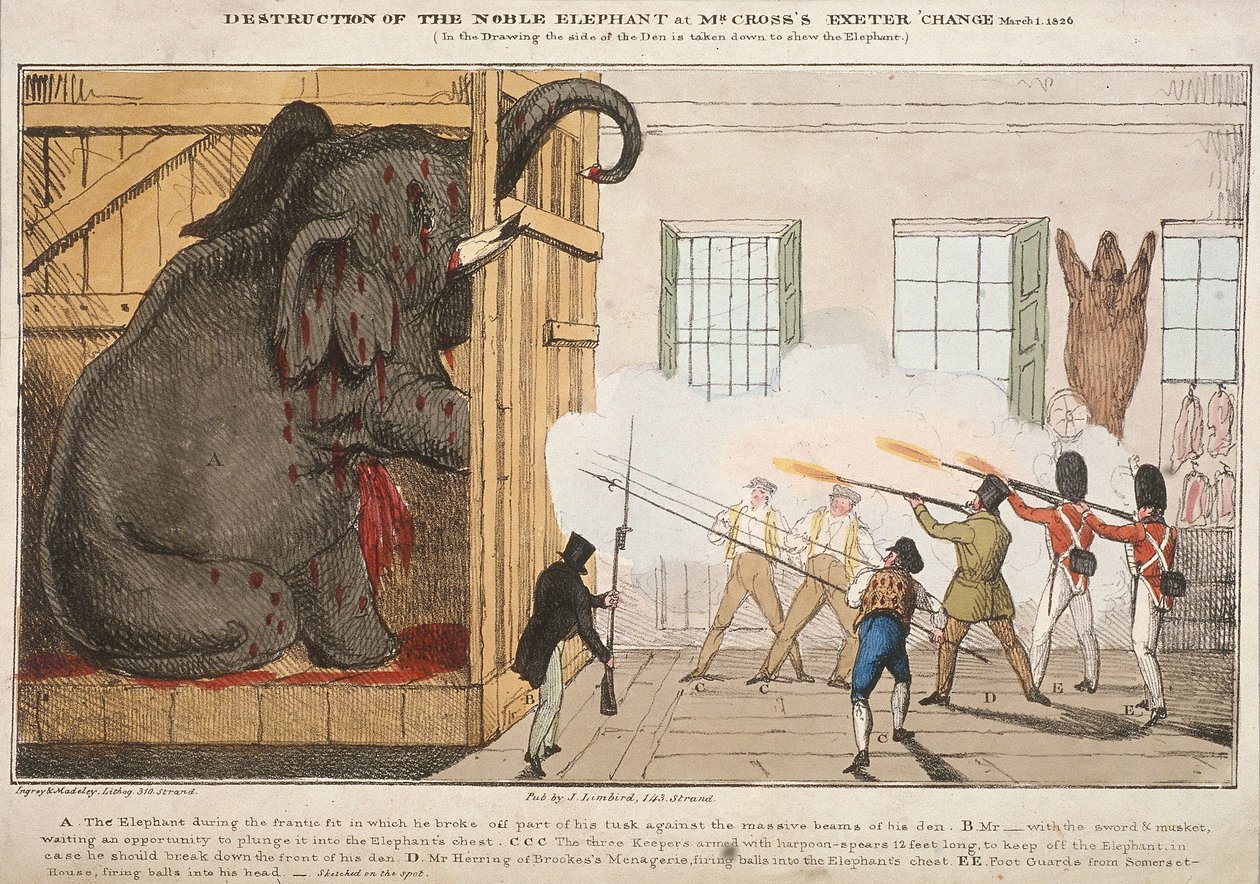 „A nemes elefánt megsemmisítése, Mr Cross Exeter Change” című filmje, 1826 alkotó: Ingrey and Madeley