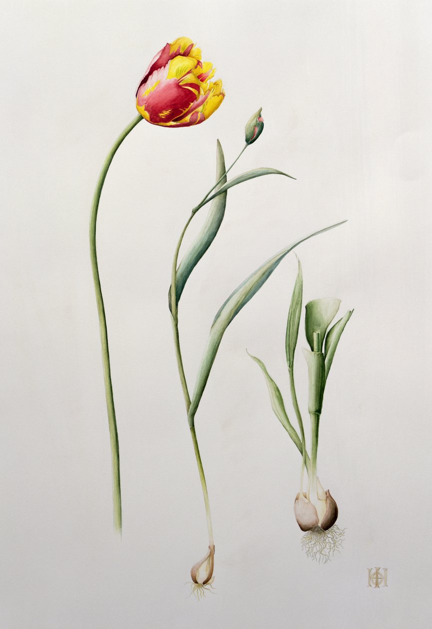 Papagáj tulipán, 1995 (wc) alkotó: Iona Hordern