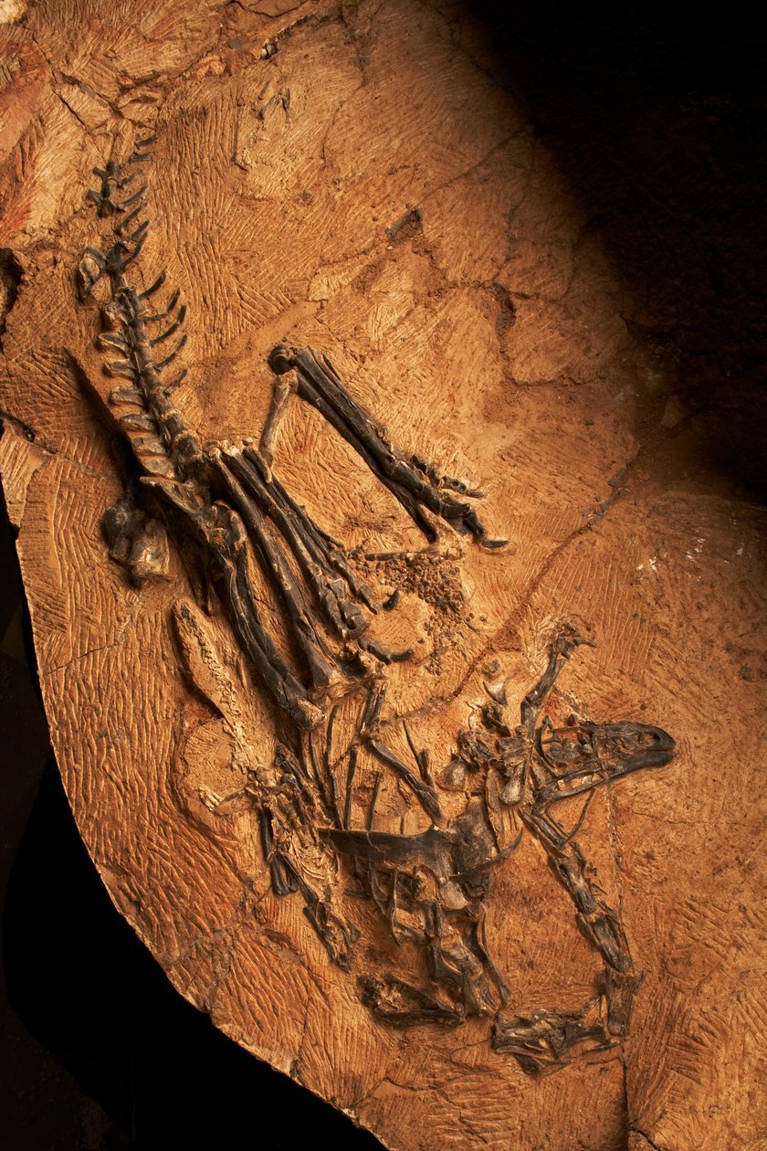 Egy fogatlan ceratosaurusz a gerinces paleontológiai és paleoantropológiai intézetben Hsziaotangcsanban, Észak-Pekingben, Kínában. alkotó: Ira Block