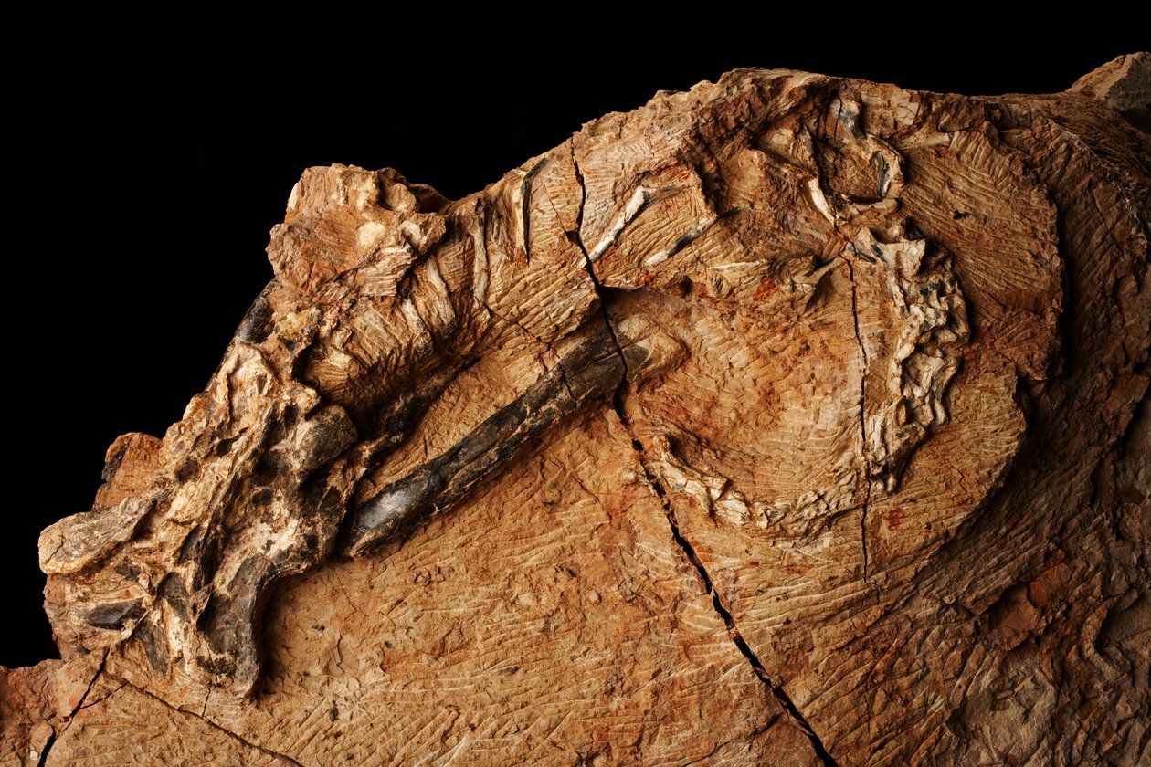 Egy ismeretlen dinoszaurusz a gerinces paleontológiai és paleoantropológiai intézetben Hsziaotangcsanban, Észak-Pekingben, Kínában. alkotó: Ira Block