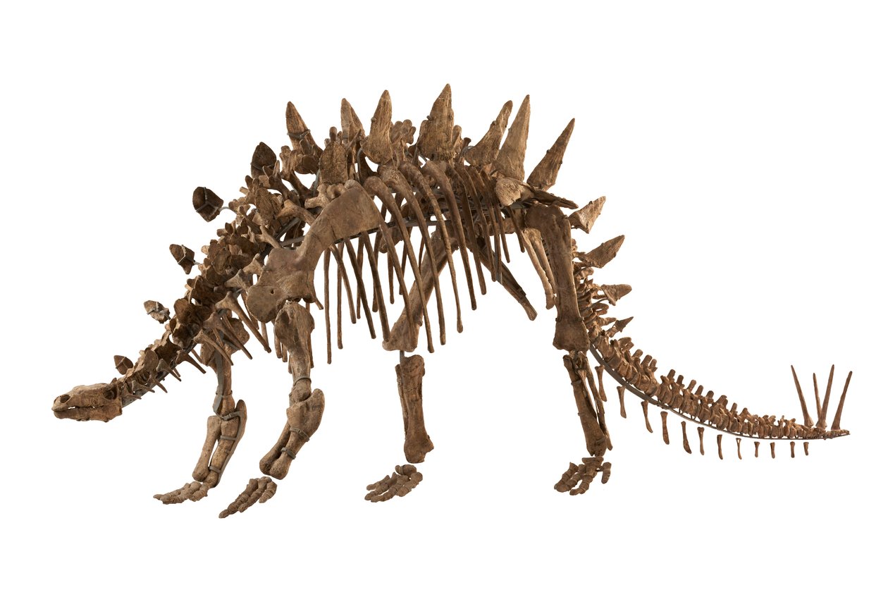 Chongqing, Kína, a Chongqing Természettudományi Múzeumban,Tuojiangosaurus, 1974-ben találták Szecsuán tartományban, Zigong város közelében. Körülbelül 70 százaléka valódi. alkotó: Ira Block