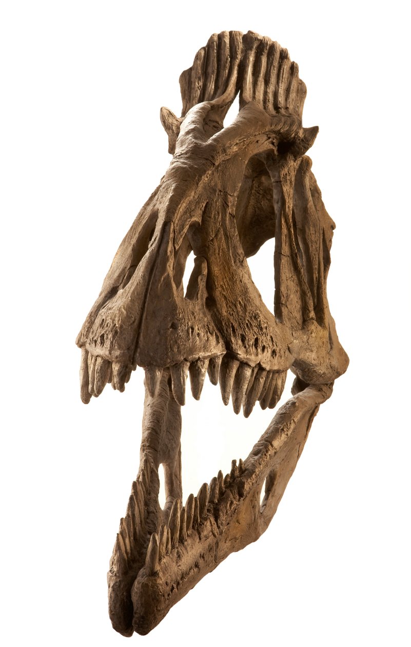 Cryolophosaurus öntvény az Augustana College-ban, Rock Island, Illinois. alkotó: Ira Block