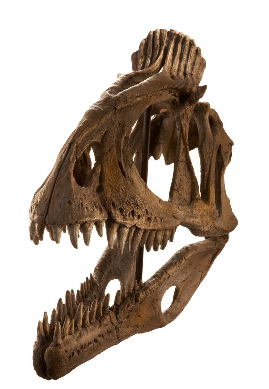 Cryolophosaurus öntvény az Augustana College-ban, Rock Island, Illinois. alkotó: Ira Block