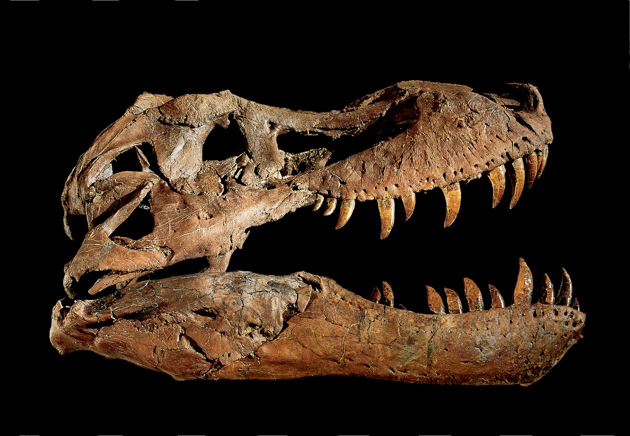 Tyrannosaurus Rex "Sue...." fosszilis koponyája. alkotó: Ira Block