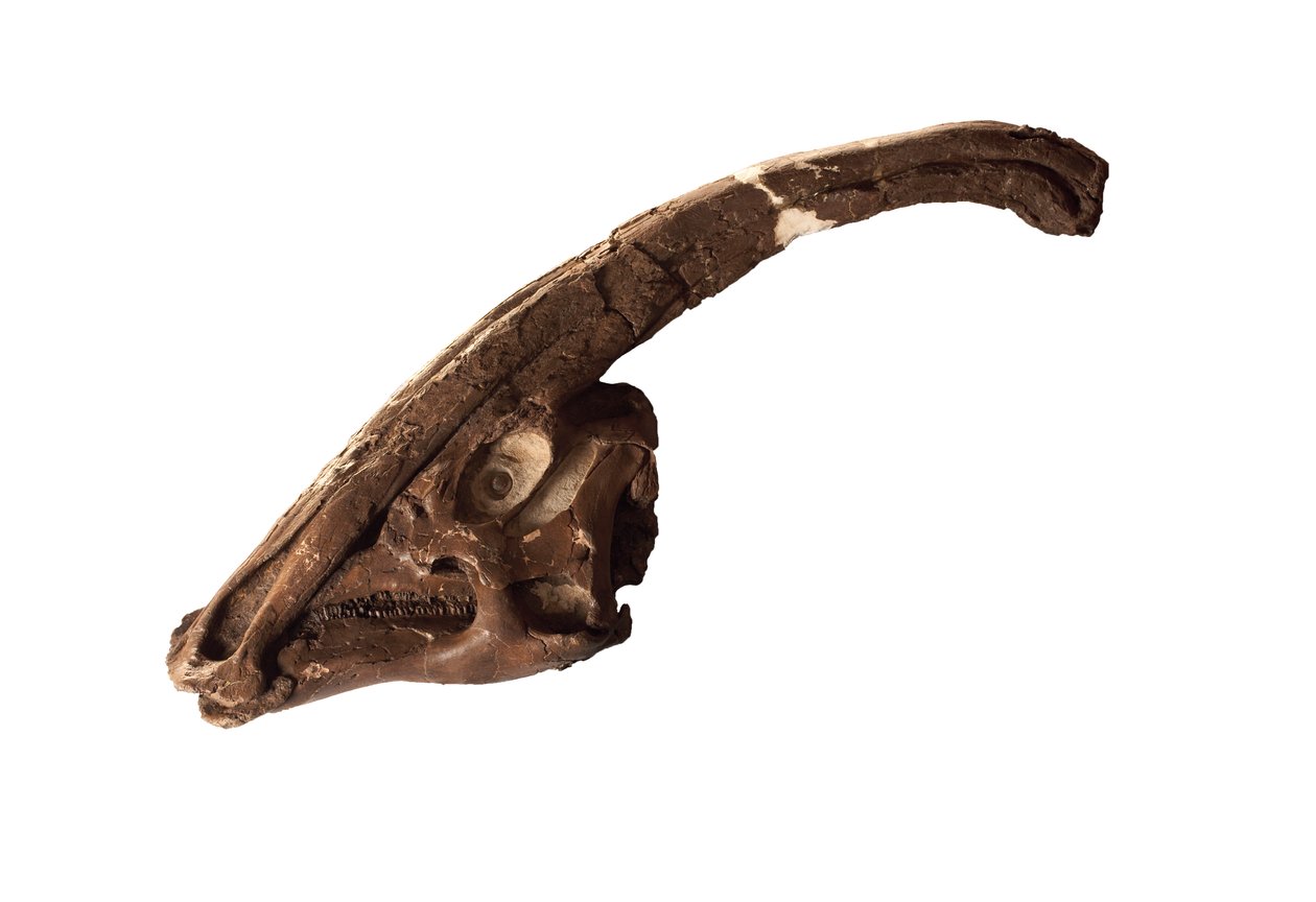 Parasaurolophus, egy eredeti koponya és címer a Royal Ontario Museumban. alkotó: Ira Block