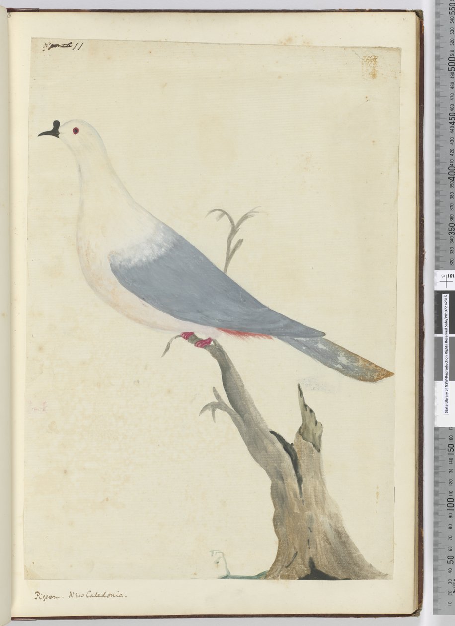 F.11 Galamb. Új-Kaledónia, 1772-75 (wc) alkotó: Isaac Smith