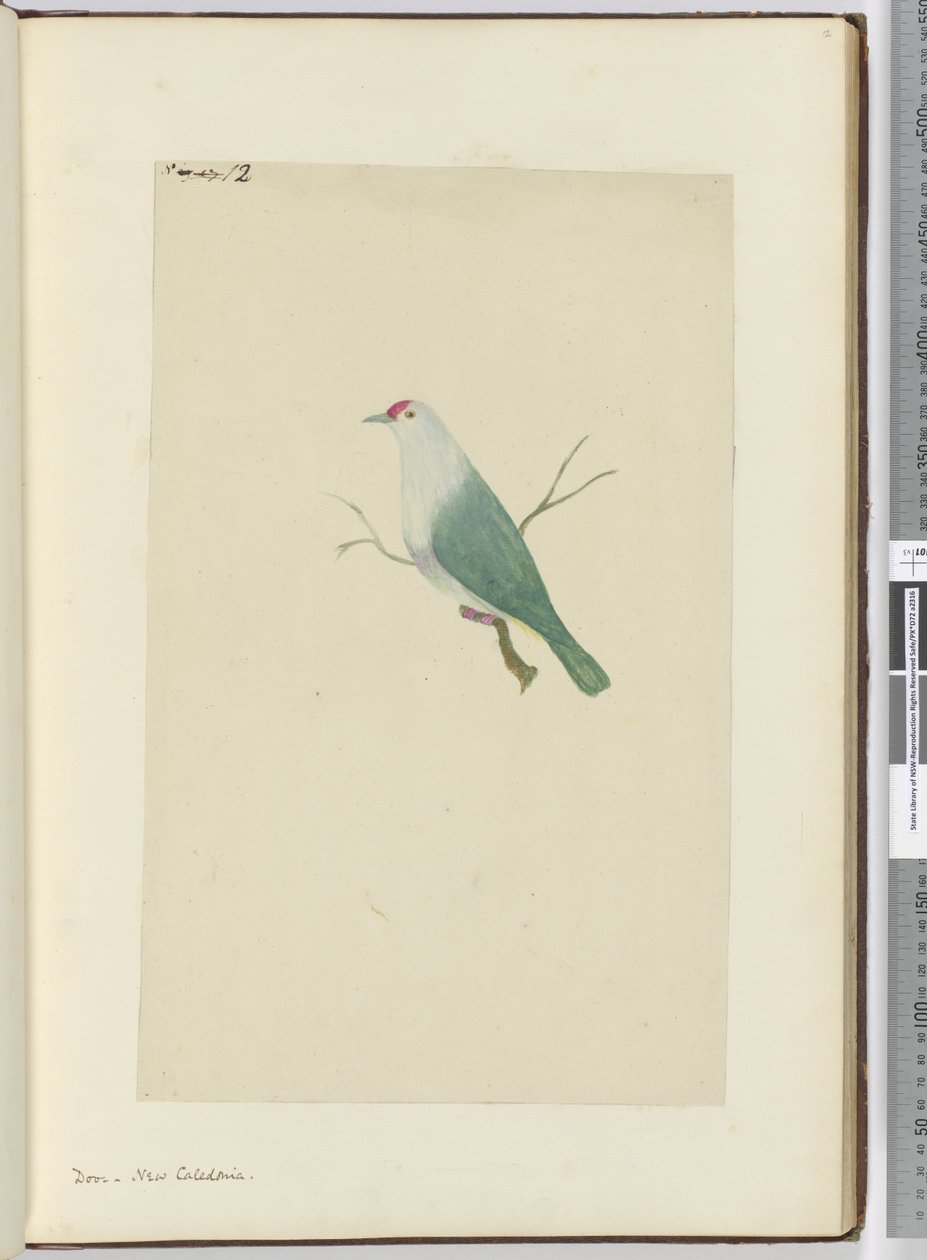 F.12 Galamb. Új-Kaledónia, 1772-75 (wc) alkotó: Isaac Smith