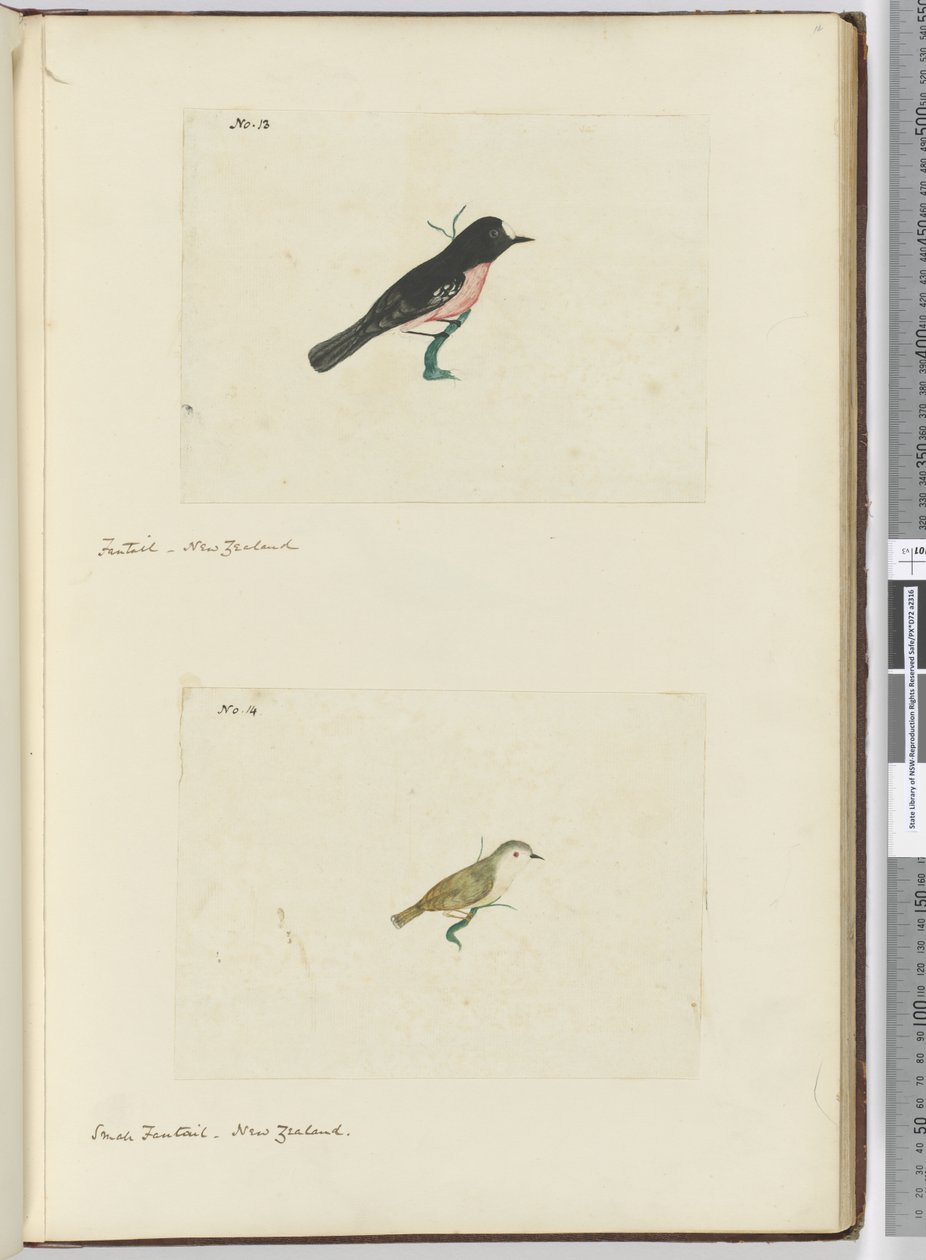 F.13 Fantail. Új-Zéland F.14 Kis fantail. Új-Zéland, 1772-75 (wc) alkotó: Isaac Smith