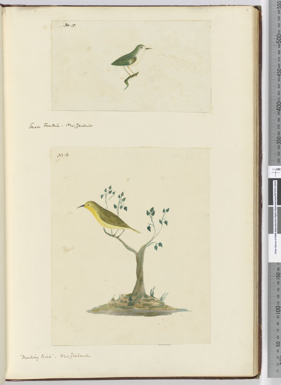 F.15 Kis fantail. Új-Zéland F.16 Gúnyos madár. Új-Zéland, 1772-75 (wc) alkotó: Isaac Smith