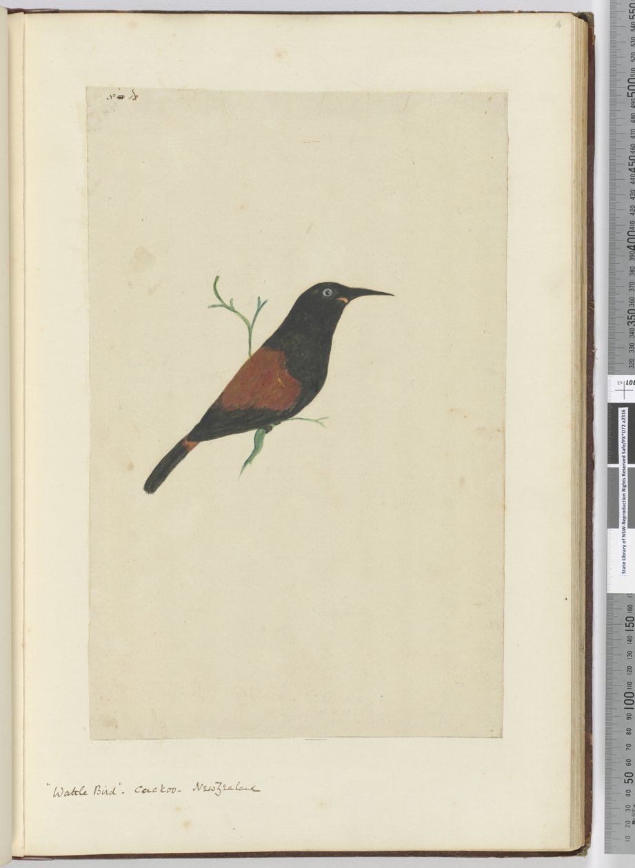 F.18 Bocsármadár. Kakukk. Új-Zéland, 1772-75 (wc) alkotó: Isaac Smith