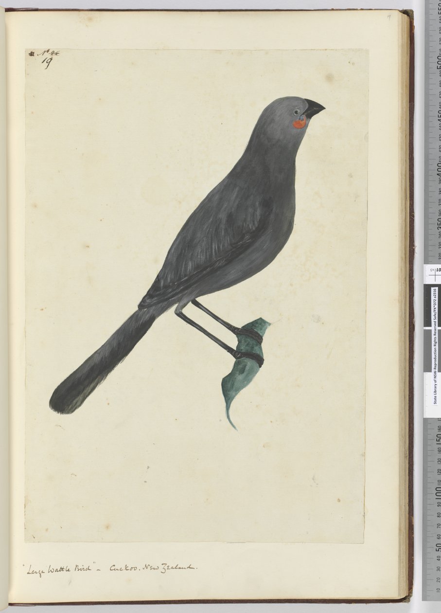 F.19 Nagy bográcsmadár, kakukk. Új-Zéland, 1772-75 (wc) alkotó: Isaac Smith