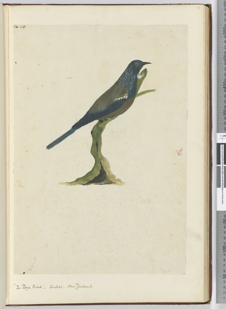F.20 A poya madár, kakukk. Új-Zéland, 1772-75 (wc) alkotó: Isaac Smith