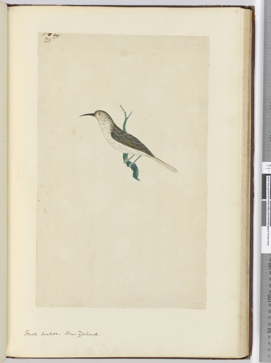 F.23 Kis kakukk. Új-Zéland, 1772-75 (wc) alkotó: Isaac Smith