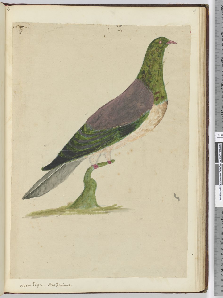 F.27 Erdei galamb. Új-Zéland, 1772-75 (wc) alkotó: Isaac Smith