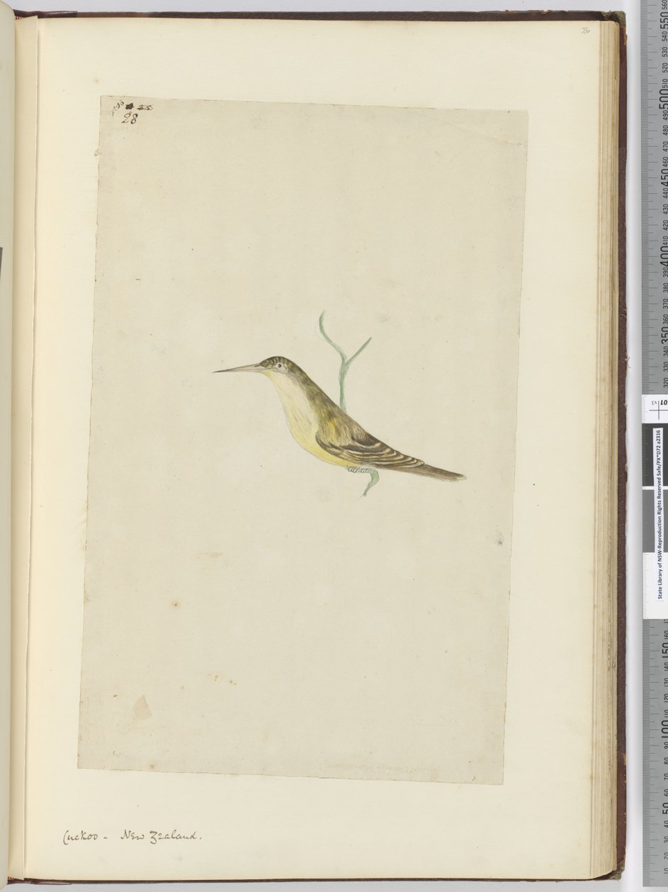 F.28 Kakukk. Új-Zéland, 1772-75 (wc) alkotó: Isaac Smith