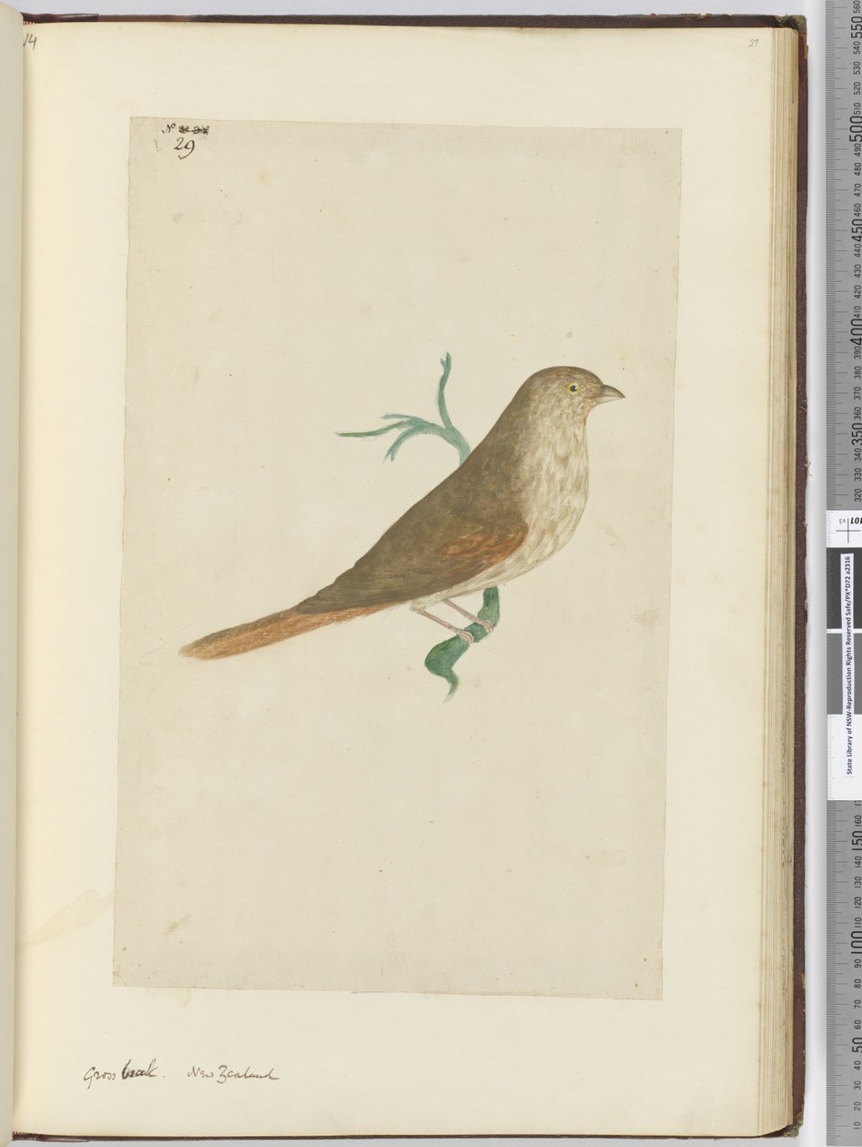F.29 Durva csőr. Új-Zéland, 1772-75 (wc) alkotó: Isaac Smith