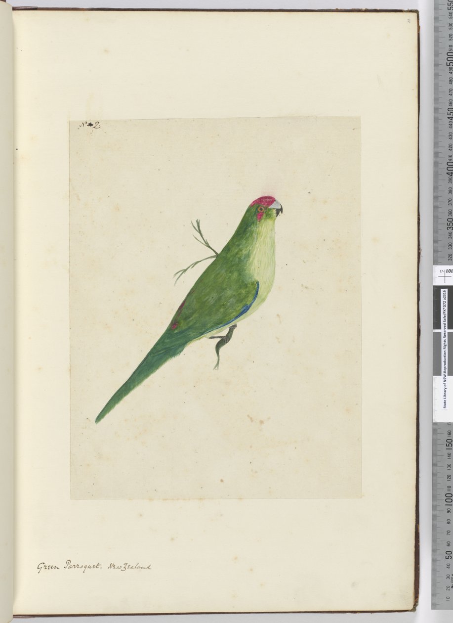 F.2 Zöld parketta. Új-Zéland, 1772-75 (wc) alkotó: Isaac Smith