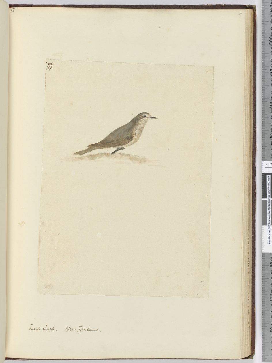 F.31 Homokpacsora. Új-Zéland, 1772-75 (wc) alkotó: Isaac Smith