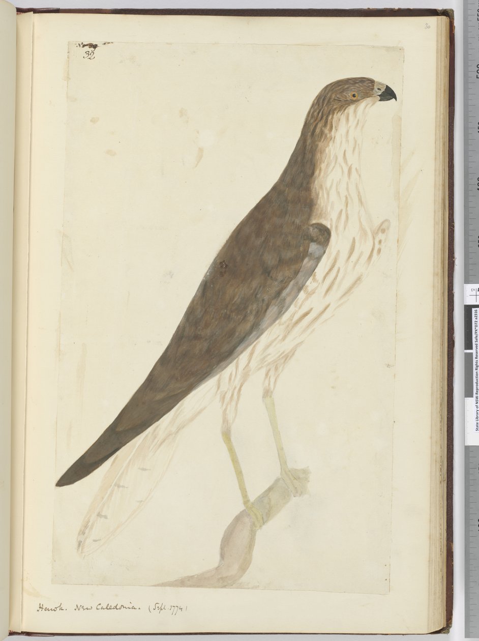 F.32 Hawk. Új-Kaledónia. (1774. szept.), 1772-75 (wc) alkotó: Isaac Smith