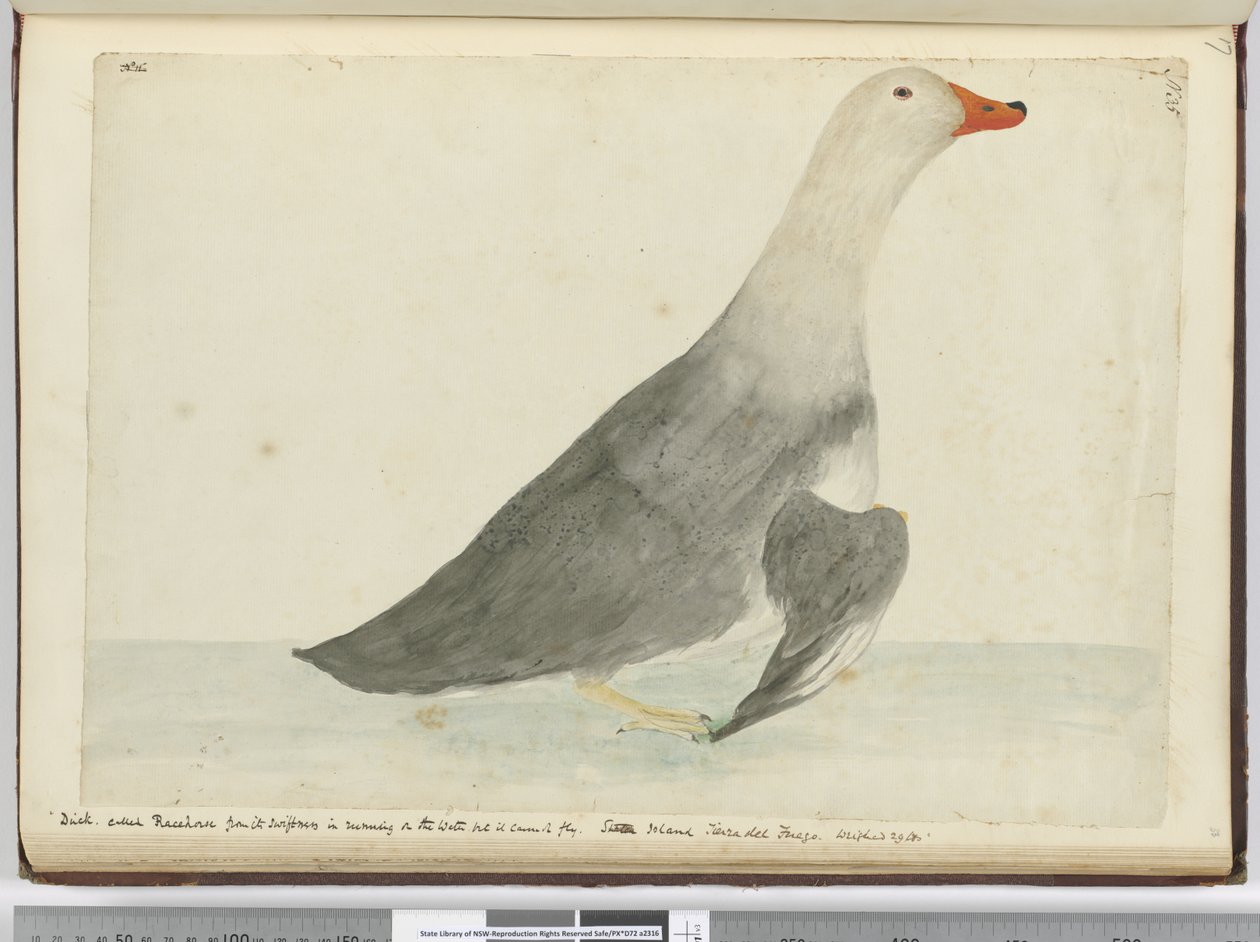 F.35 Kacsa Versenylovat hívott a vízen való futás gyorsasága miatt, de nem tud repülni. Staten Island Tierra del Fuego. 29 font súlyú, 1772-75 (wc) alkotó: Isaac Smith