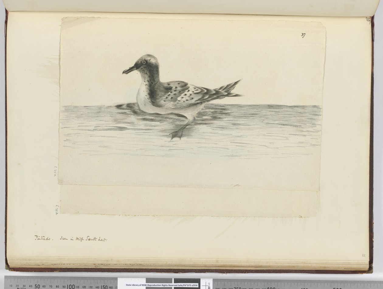 F.37a Pintado. Látva a magas déli szélességben, 1772-75 (wc) alkotó: Isaac Smith
