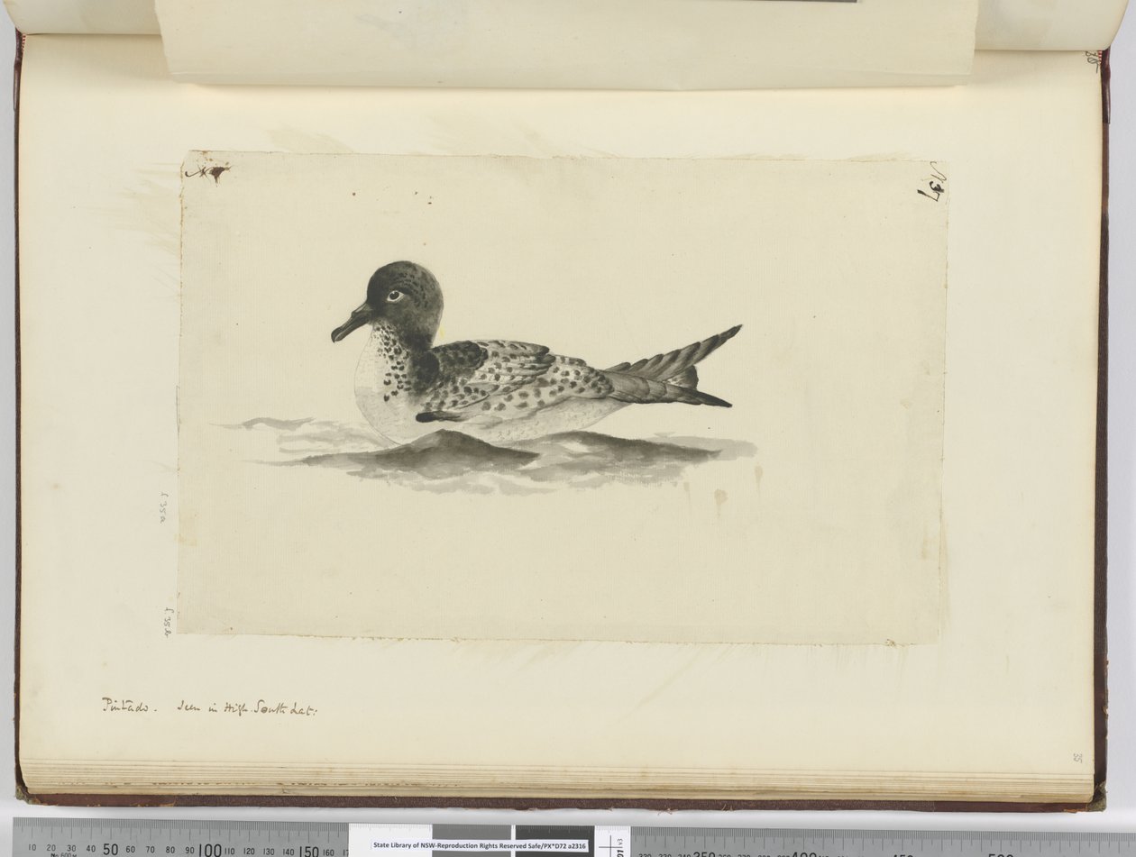 F.37b Pintado. Látva a magas déli szélességben, 1772-75 (wc) alkotó: Isaac Smith