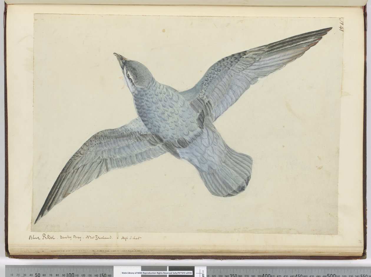 F.41 Blue petrel. Dusky Bay Új-Zéland. In high S. lat., 1772-75 (wc) alkotó: Isaac Smith