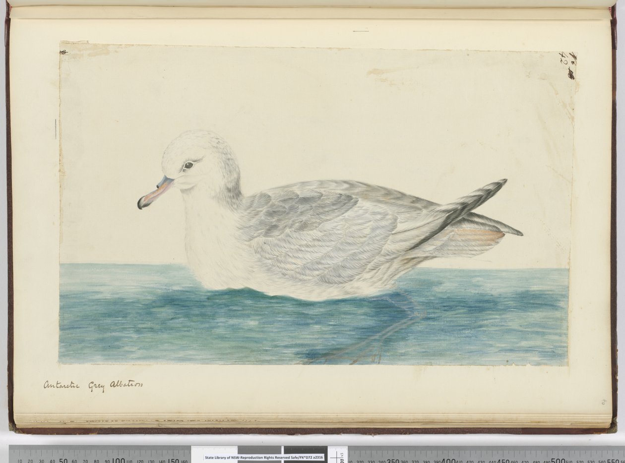 F.42 Antarktiszi szürke albatrosz, 1772-75 (wc) alkotó: Isaac Smith