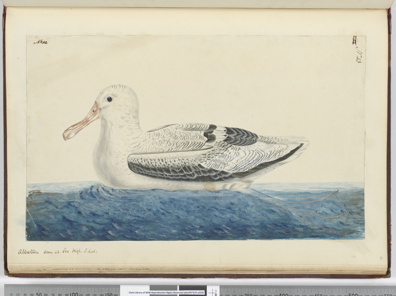 F.43 Albatrosz. Tenger magasságában S. lat., 1772-75 (wc) alkotó: Isaac Smith