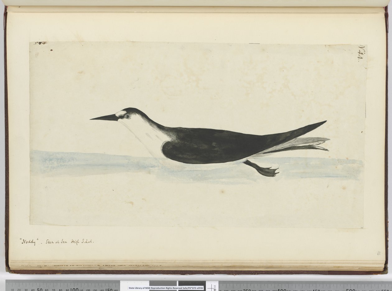 F.44 Noddy. Tenger magasságában S. lat., 1772-75 (wc) alkotó: Isaac Smith