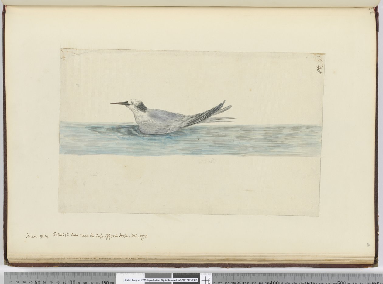 F.45 A Jóreménység-fok közelében látható kis szürke vadállat(?). 1772. október, 1772-75 (wc) alkotó: Isaac Smith
