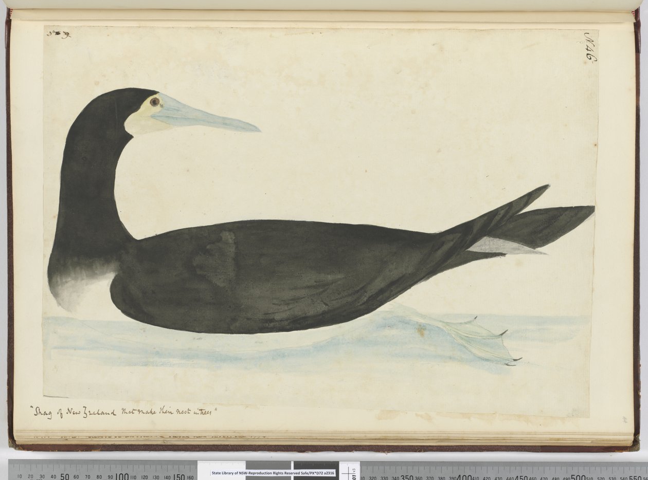 F.46 Új-zélandi bogyók, amelyek fán fészkelnek, 1772-75 (wc) alkotó: Isaac Smith