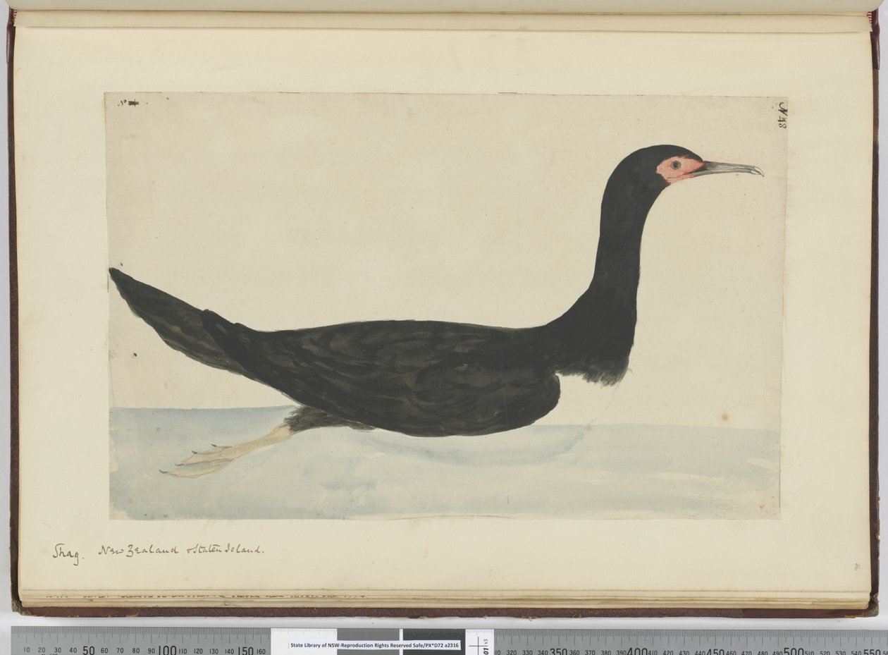 F.48 Shag. Új-Zéland és Staten Island, 1772-75 (wc) alkotó: Isaac Smith