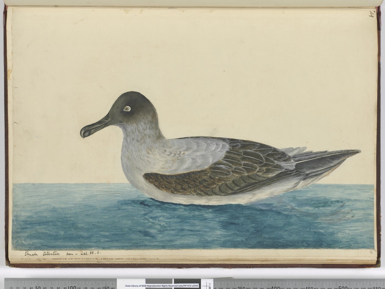 F.49 Kis albatrosz lat. 65 S., 1772-75 (wc) alkotó: Isaac Smith
