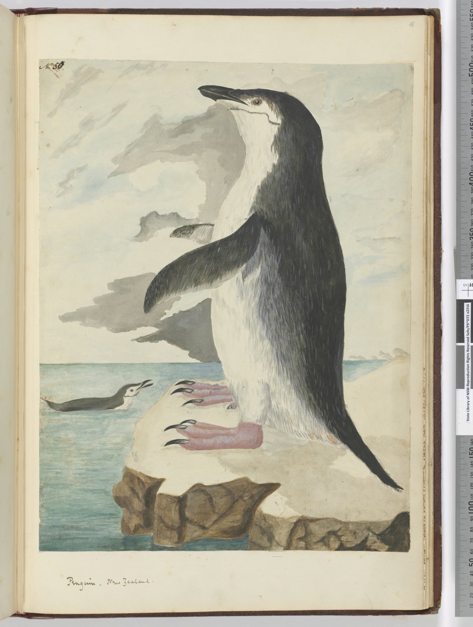F.50 Pingvin. Új-Zéland, 1772-75 (wc) alkotó: Isaac Smith