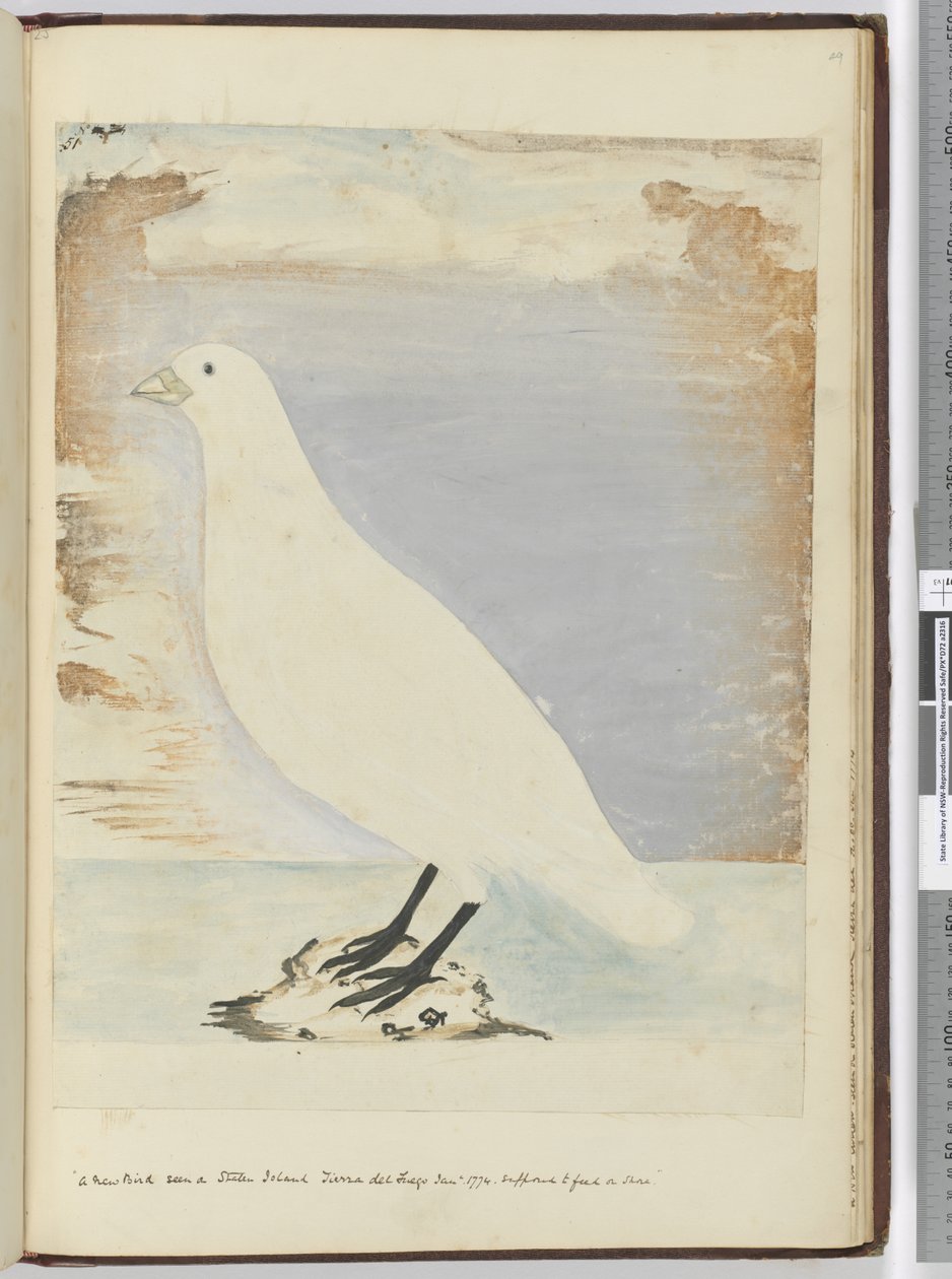 F.51 Egy új madár a Staten Island-i Tierra del Fuego-n 1774. január. Állítólag a parton táplálkozik, 1772-75 (wc) alkotó: Isaac Smith
