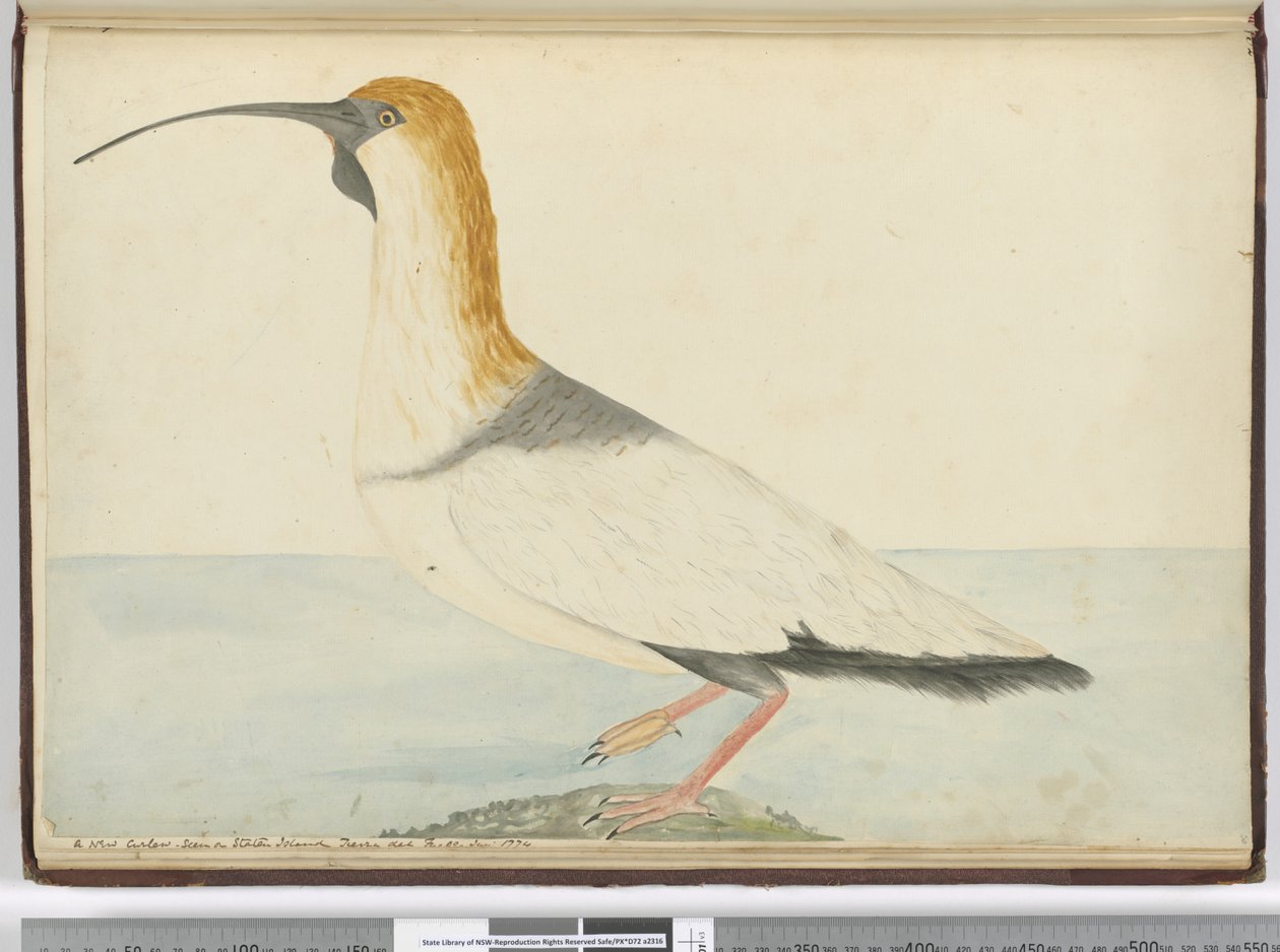 F.52 Új göndör. Látva Staten Island-en, Tierra del Fuego-n 1774. január, 1772-75 (wc) alkotó: Isaac Smith