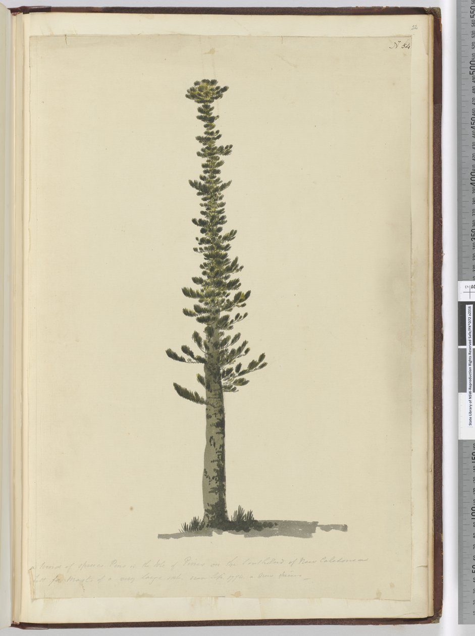 F.54 Lucfenyőfajta a Pines-szigeten, Új-Kaledónia déli végén, és nagyon magas árbocokhoz való. Látva 1774. szeptember..., 1772-75 (wc) alkotó: Isaac Smith