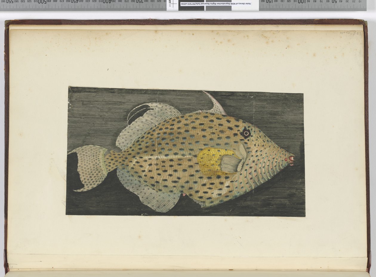 F.55 Egy hal, S. Jago öreg felesége, 1772-75 (wc) alkotó: Isaac Smith
