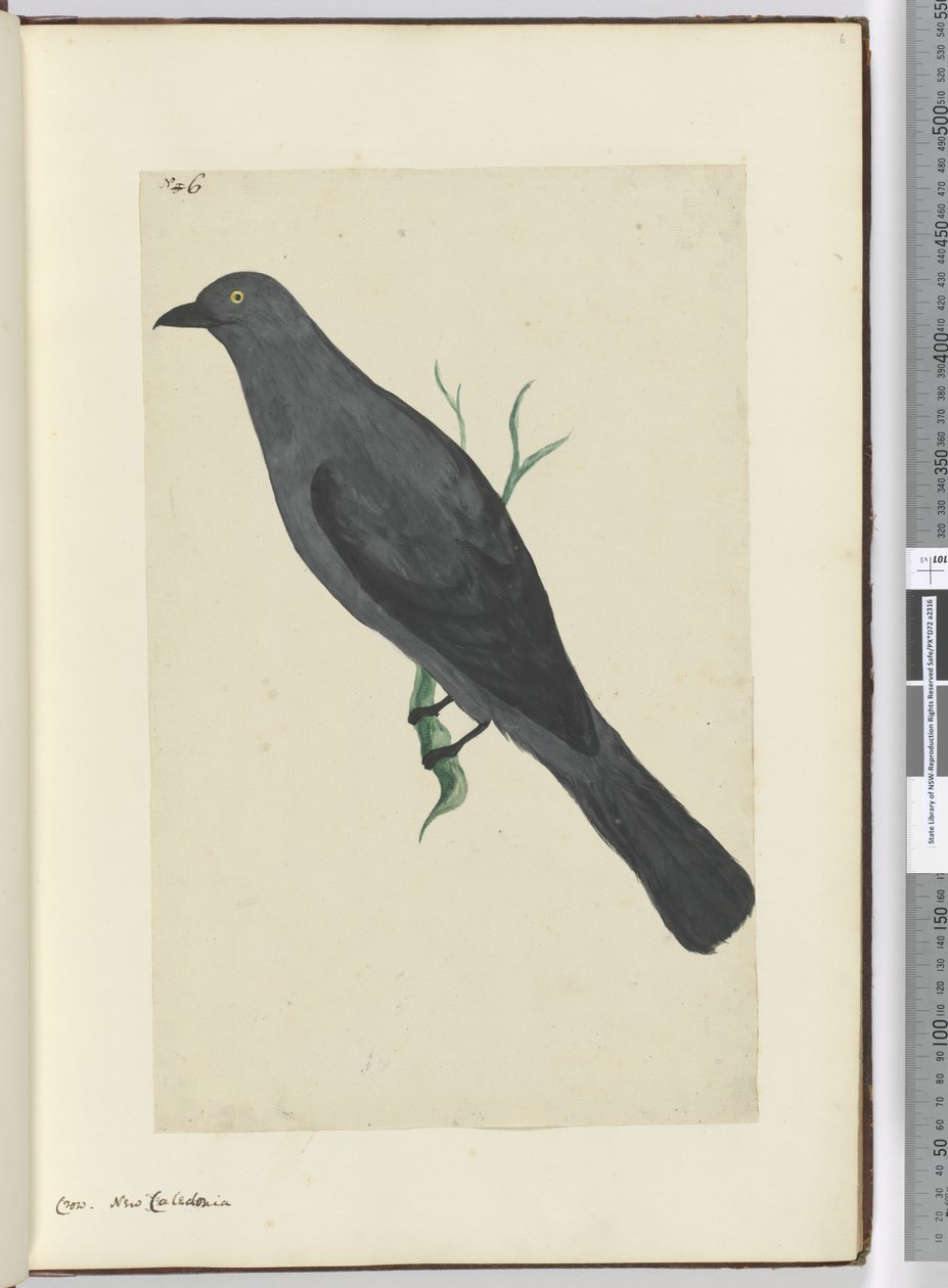 F.6 Varjú. Új-Kaledónia, 1772-75 (wc) alkotó: Isaac Smith