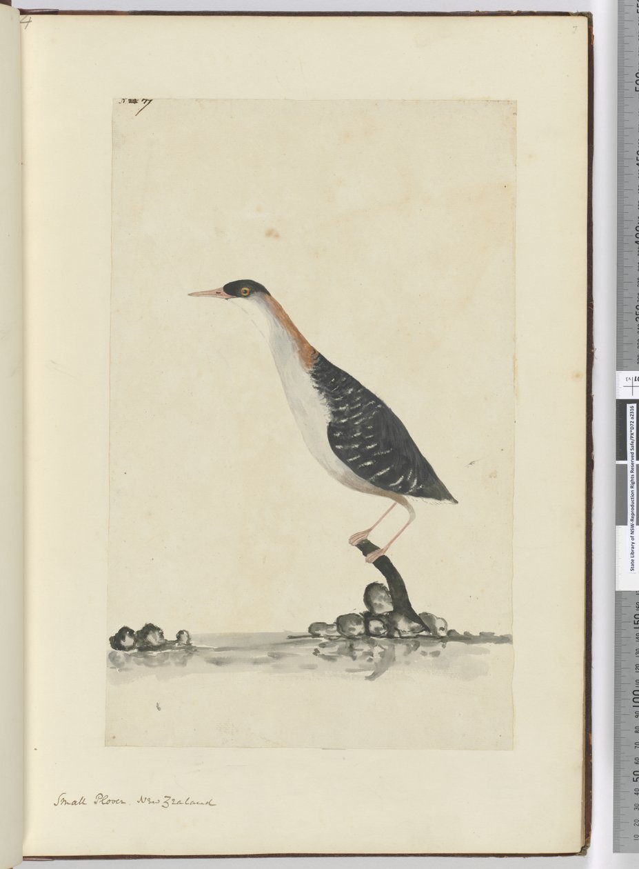 F.7 Kis lile. Új-Zéland, 1772-75 (wc) alkotó: Isaac Smith