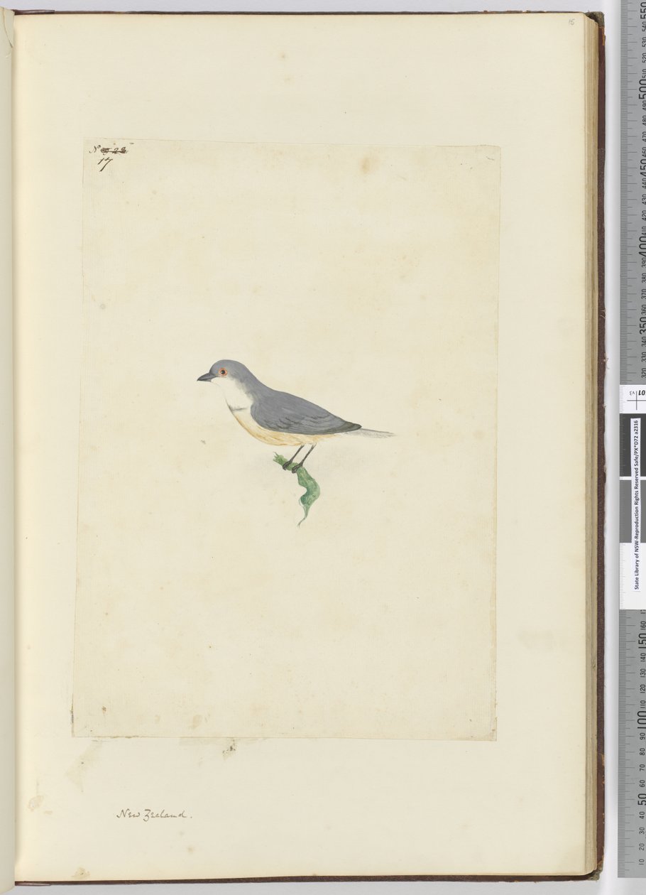 f.17 Azonosítatlan új-zélandi madár, 1772-75 (wc) alkotó: Isaac Smith