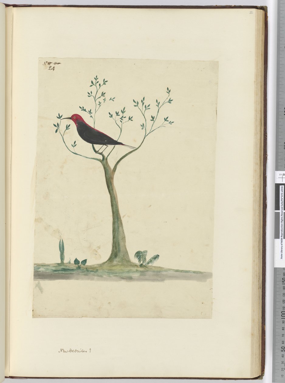 f.24 New Hebrides ?, 1772-75 (wc) alkotó: Isaac Smith