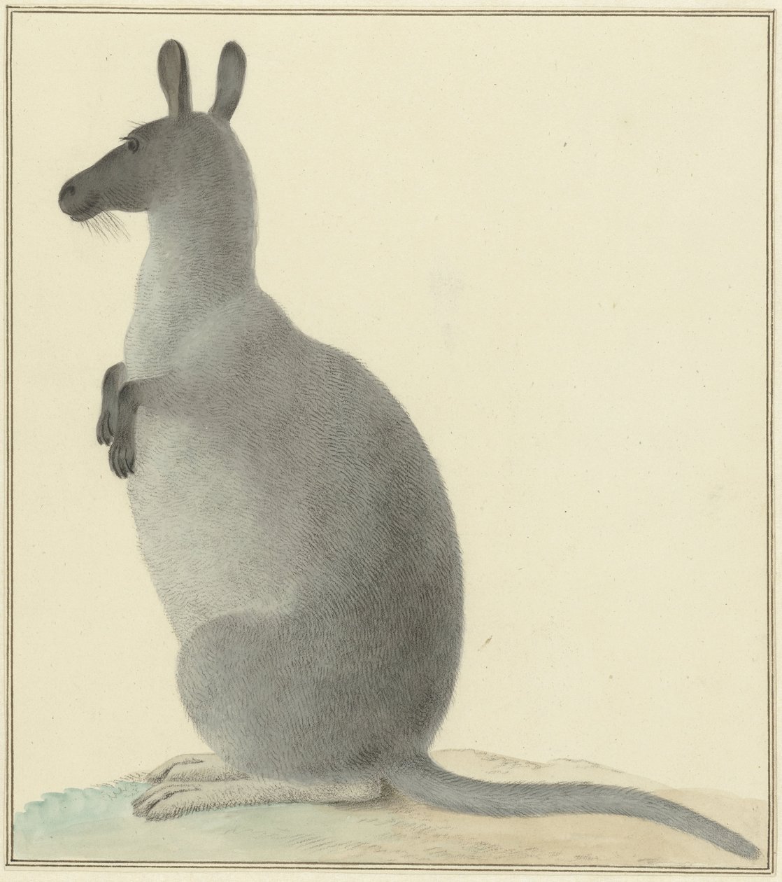 Kenguru alkotó: Isaac van Haastert