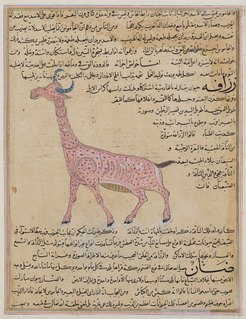 Ms E-7 fol.180 Egy zsiráf, Zakariya