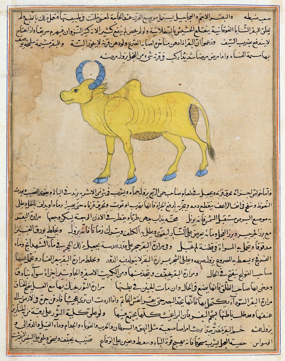 Ms E-7 fol.181b Zebu, illusztráció Zakariya