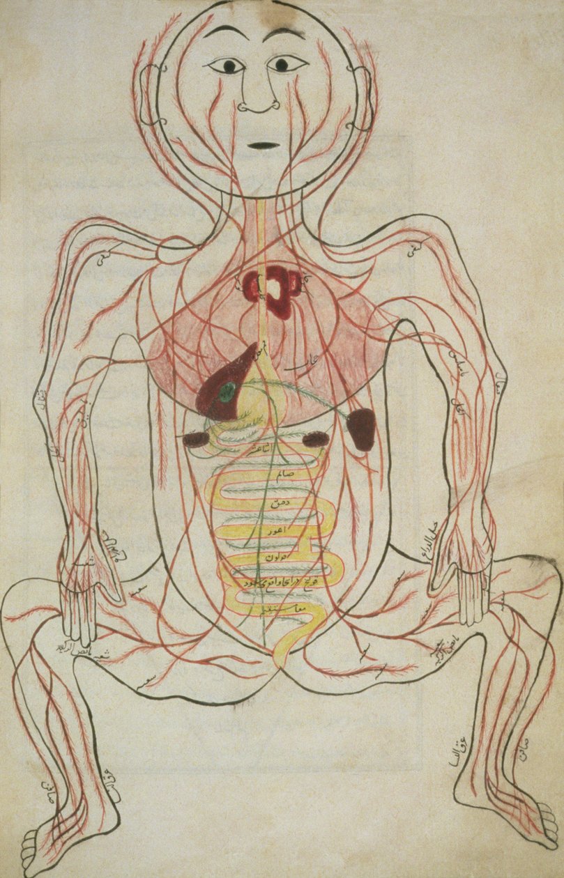 Per 129, f.20b Az emberi belső szervek és keringési rendszer, Tashrih al-badan illusztrációja (tinta papíron) alkotó: Islamic School