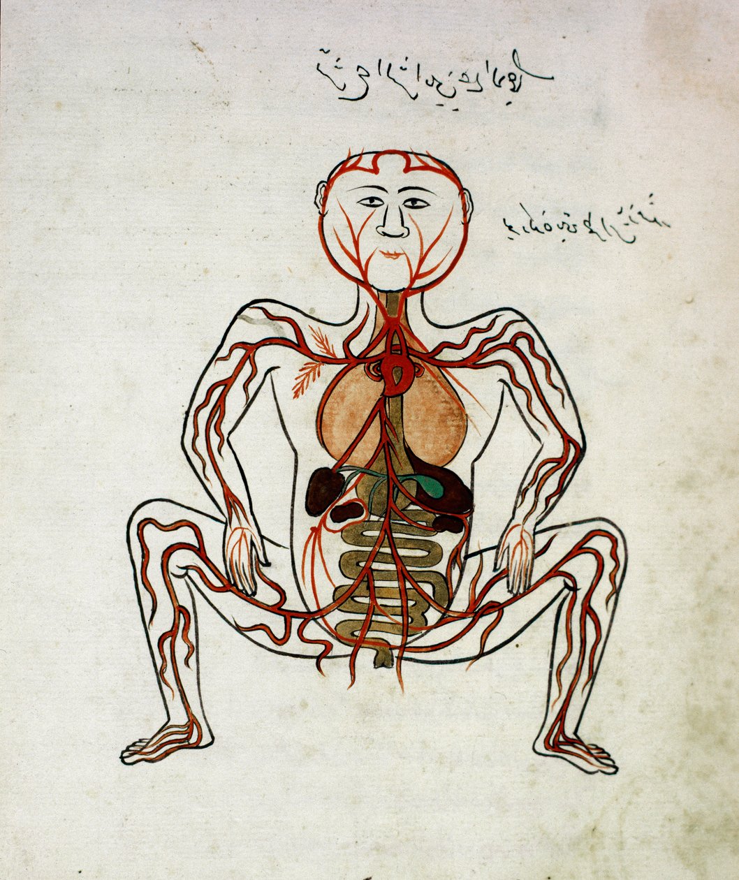 Arab orvoslás: „” vérkeringés és emésztőrendszer”” Mansur (Mansur) ibn Ilyas (1390 körül) „” Tashrih bi al-Taswir”” (A test anatómiája) anatómiai kéziratának miniatűrje (1390 körül) 17. századi Isztambul, egyetemi könyvtár alkotó: Islamic School